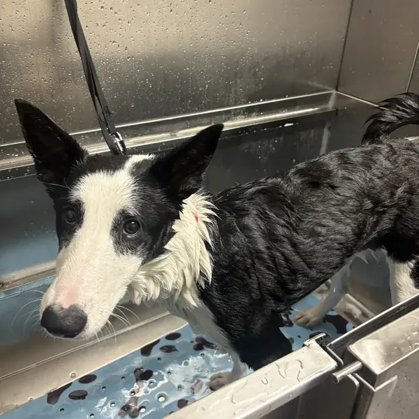 Bath time at K9 Rox Club grooming